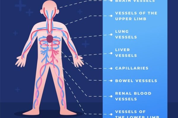 band of tissue connecting muscle and bone nyt