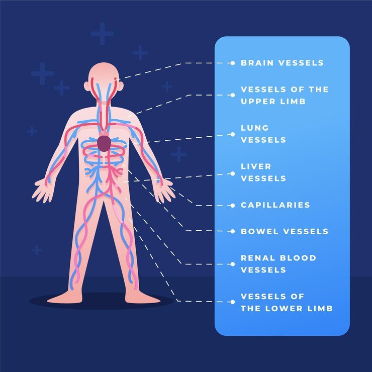 band of tissue connecting muscle and bone nyt